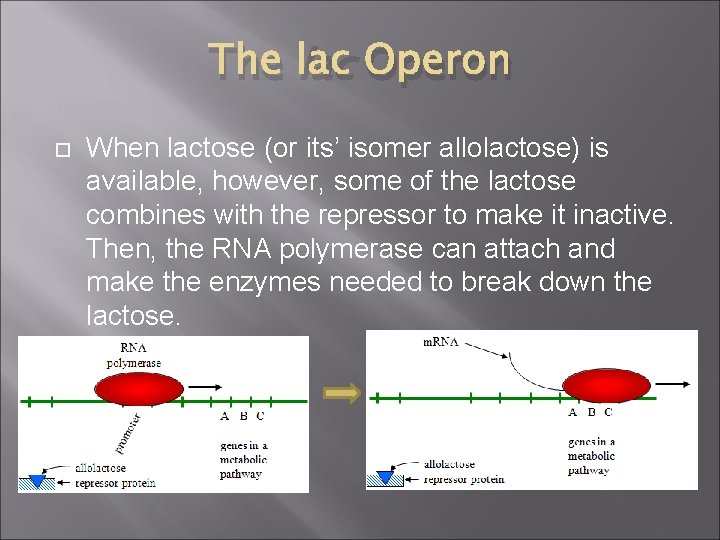 The lac Operon When lactose (or its’ isomer allolactose) is available, however, some of