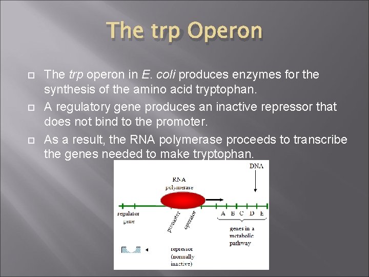 The trp Operon The trp operon in E. coli produces enzymes for the synthesis