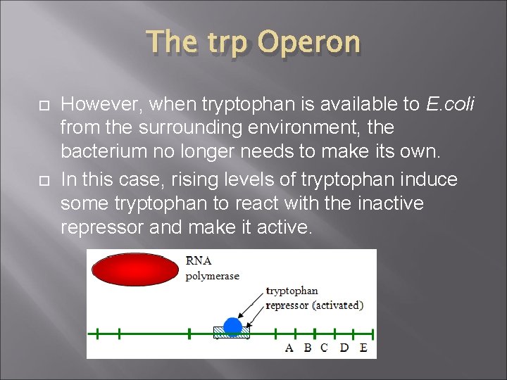 The trp Operon However, when tryptophan is available to E. coli from the surrounding