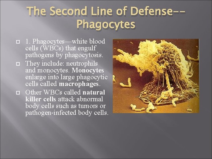 The Second Line of Defense-Phagocytes 1. Phagocytes—white blood cells (WBCs) that engulf pathogens by