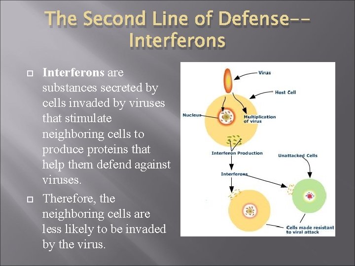 The Second Line of Defense-Interferons are substances secreted by cells invaded by viruses that