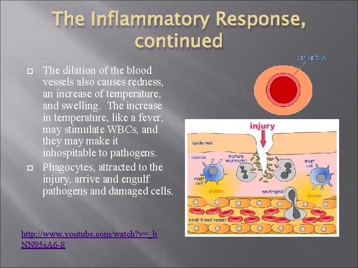 The Inflammatory Response, continued The dilation of the blood vessels also causes redness, an
