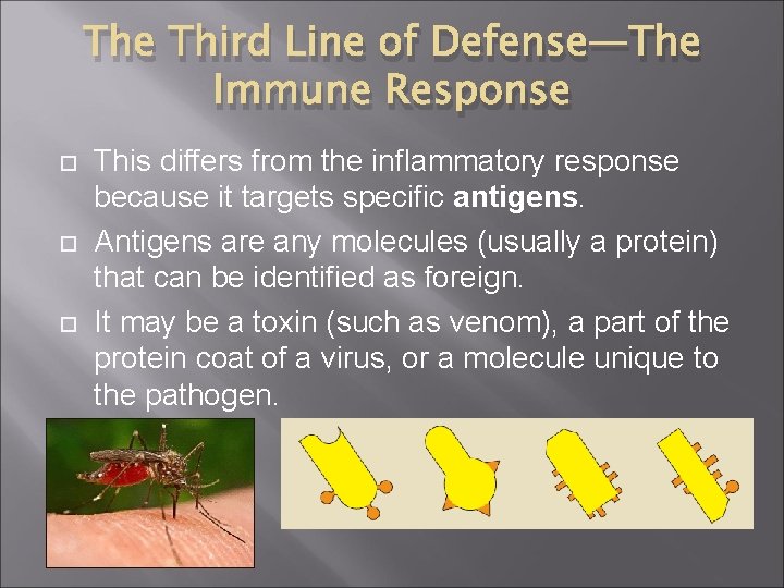 The Third Line of Defense—The Immune Response This differs from the inflammatory response because