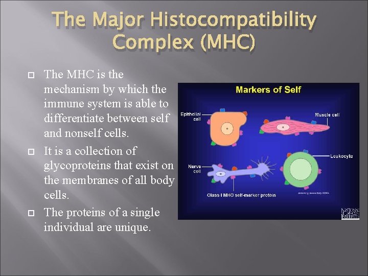 The Major Histocompatibility Complex (MHC) The MHC is the mechanism by which the immune
