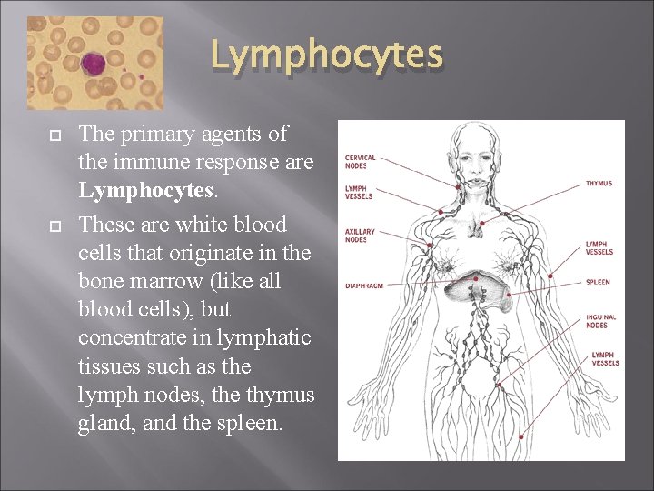 Lymphocytes The primary agents of the immune response are Lymphocytes. These are white blood