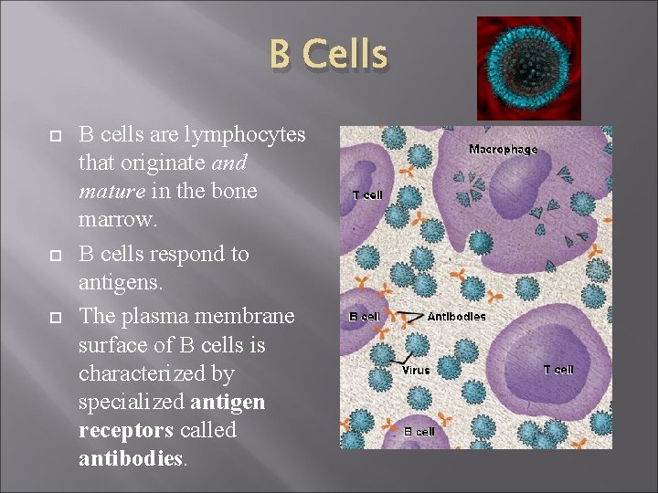 B Cells B cells are lymphocytes that originate and mature in the bone marrow.