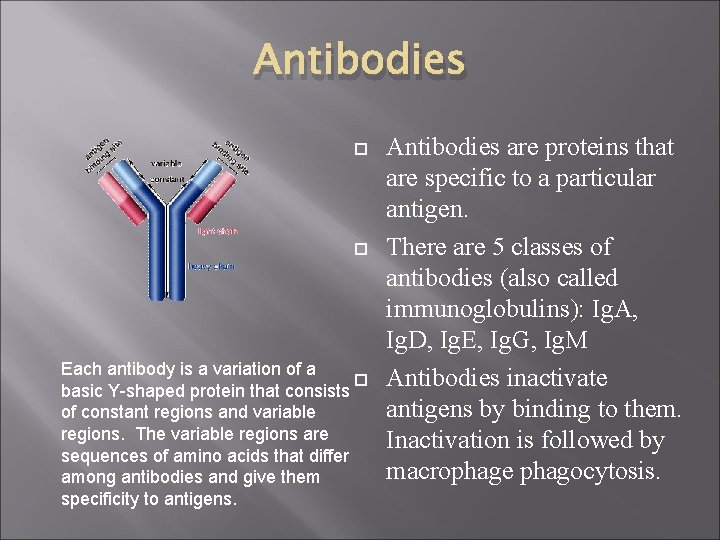 Antibodies Each antibody is a variation of a basic Y-shaped protein that consists of