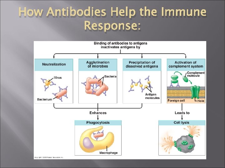 How Antibodies Help the Immune Response: 