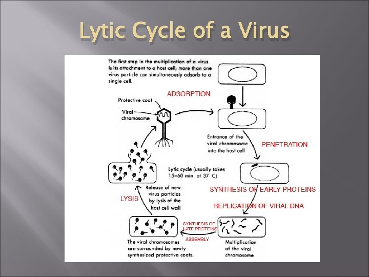 Lytic Cycle of a Virus 