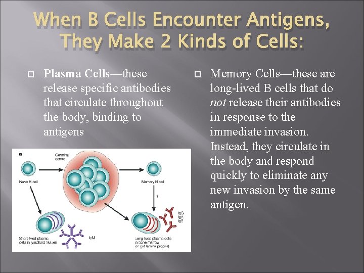 When B Cells Encounter Antigens, They Make 2 Kinds of Cells: Plasma Cells—these release