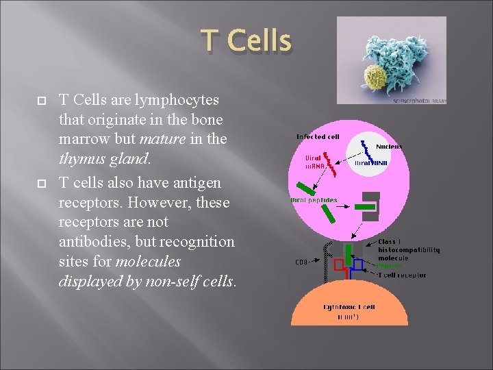 T Cells are lymphocytes that originate in the bone marrow but mature in the