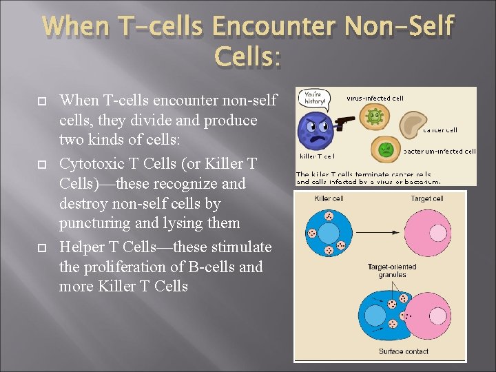 When T-cells Encounter Non-Self Cells: When T-cells encounter non-self cells, they divide and produce