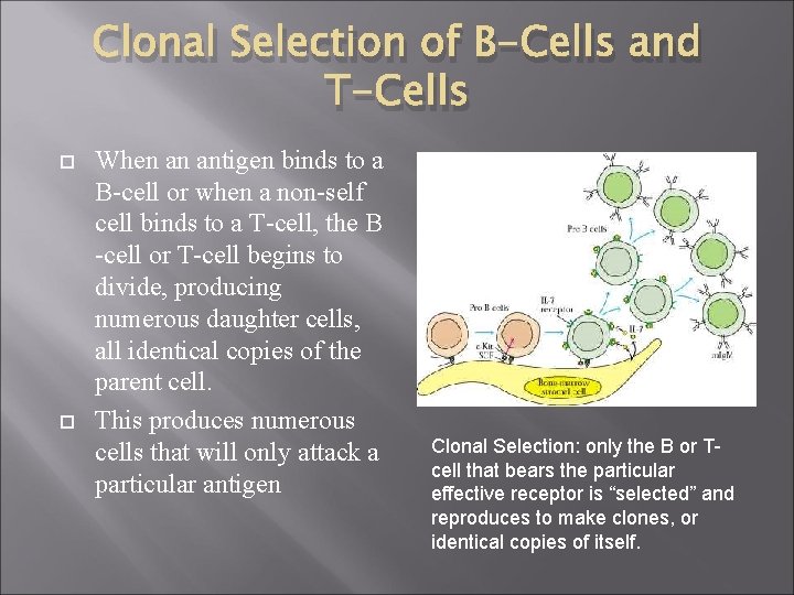Clonal Selection of B-Cells and T-Cells When an antigen binds to a B-cell or
