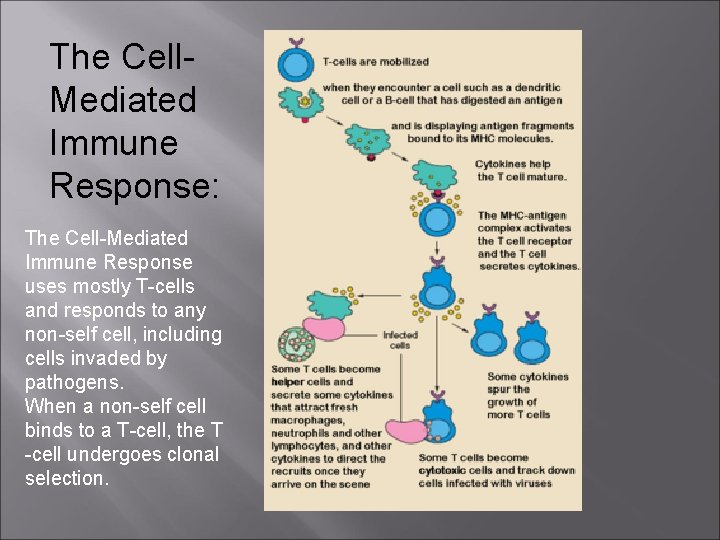 The Cell. Mediated Immune Response: The Cell-Mediated Immune Response uses mostly T-cells and responds