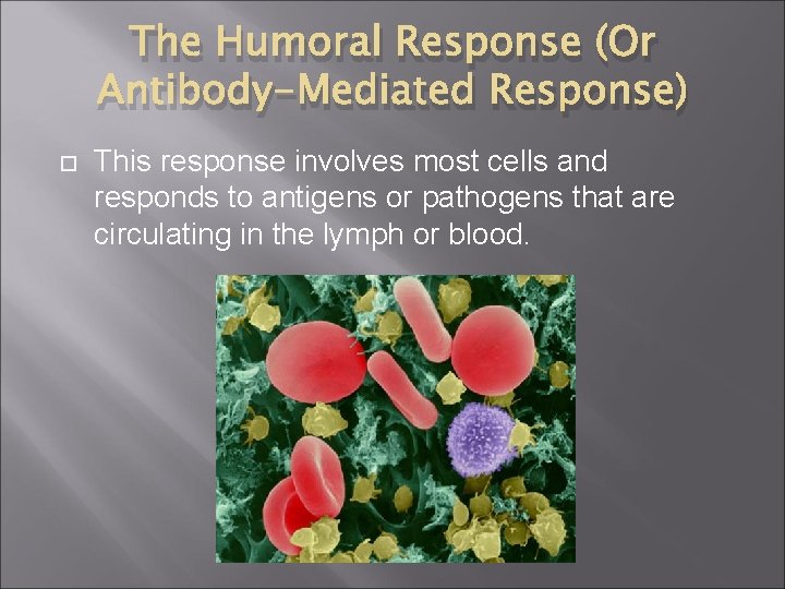 The Humoral Response (Or Antibody-Mediated Response) This response involves most cells and responds to