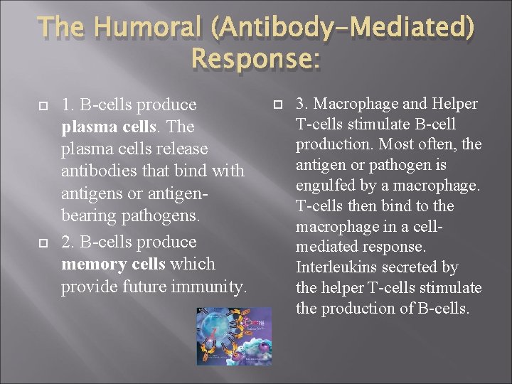 The Humoral (Antibody-Mediated) Response: 1. B-cells produce plasma cells. The plasma cells release antibodies