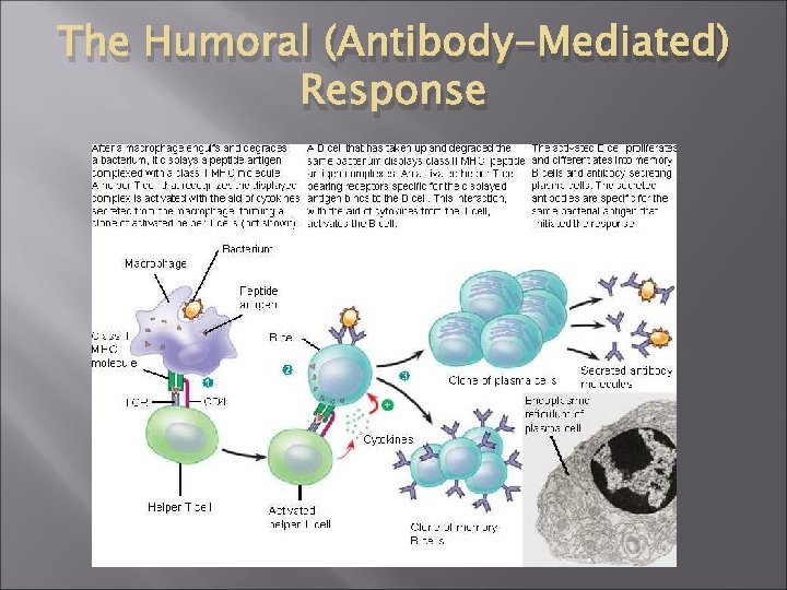 The Humoral (Antibody-Mediated) Response 