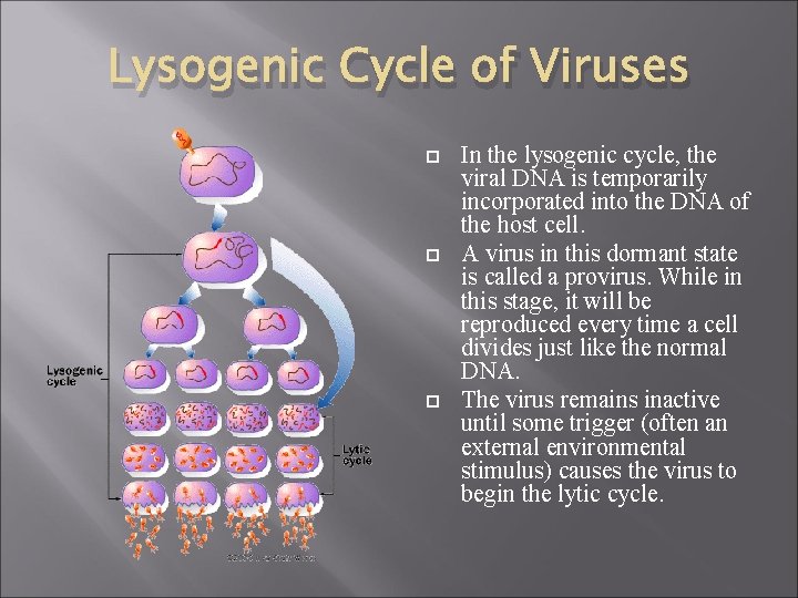 Lysogenic Cycle of Viruses In the lysogenic cycle, the viral DNA is temporarily incorporated