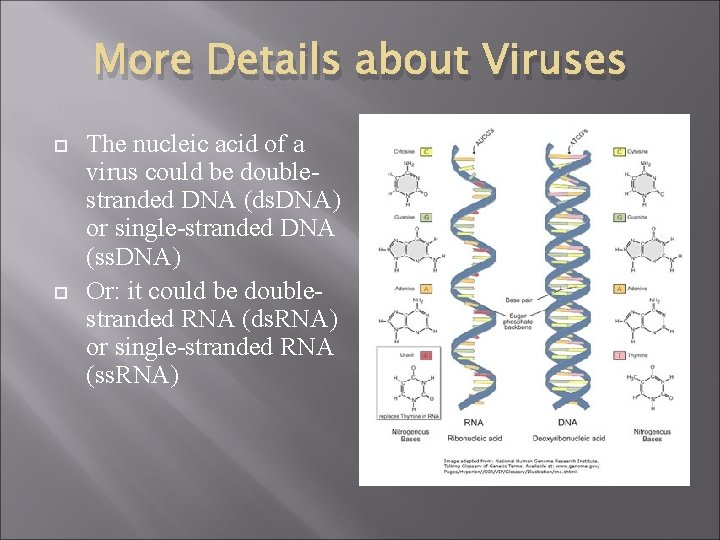More Details about Viruses The nucleic acid of a virus could be doublestranded DNA