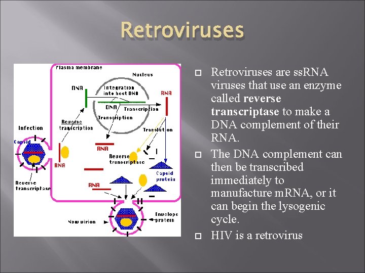 Retroviruses Retroviruses are ss. RNA viruses that use an enzyme called reverse transcriptase to