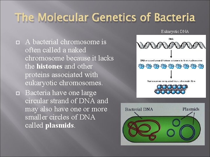 The Molecular Genetics of Bacteria Eukaryotic DNA A bacterial chromosome is often called a