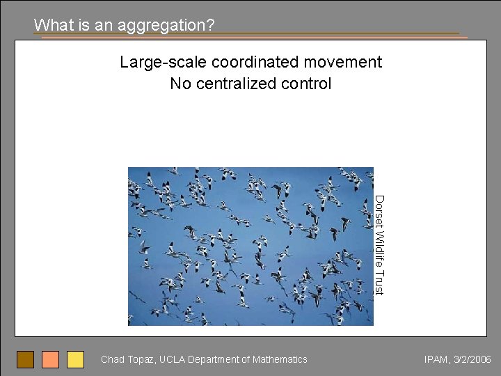 What is an aggregation? Large-scale coordinated movement No centralized control Dorset Wildlife Trust Chad