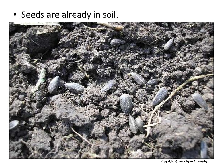  • Seeds are already in soil. Copyright © 2010 Ryan P. Murphy 