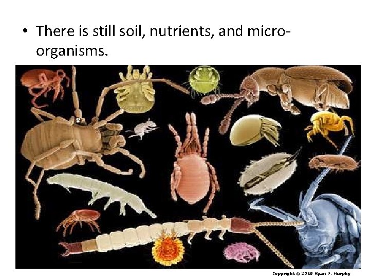  • There is still soil, nutrients, and microorganisms. Copyright © 2010 Ryan P.