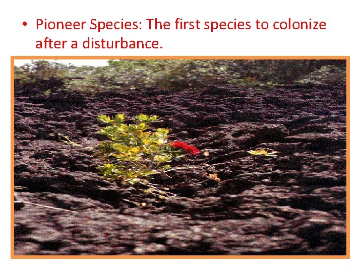  • Pioneer Species: The first species to colonize after a disturbance. 