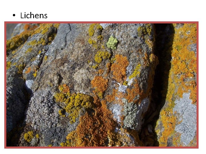  • Lichens 