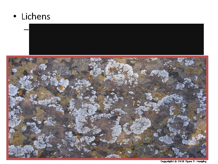  • Lichens – Acids secreted by the lichens attack the rock (chemical weathering)