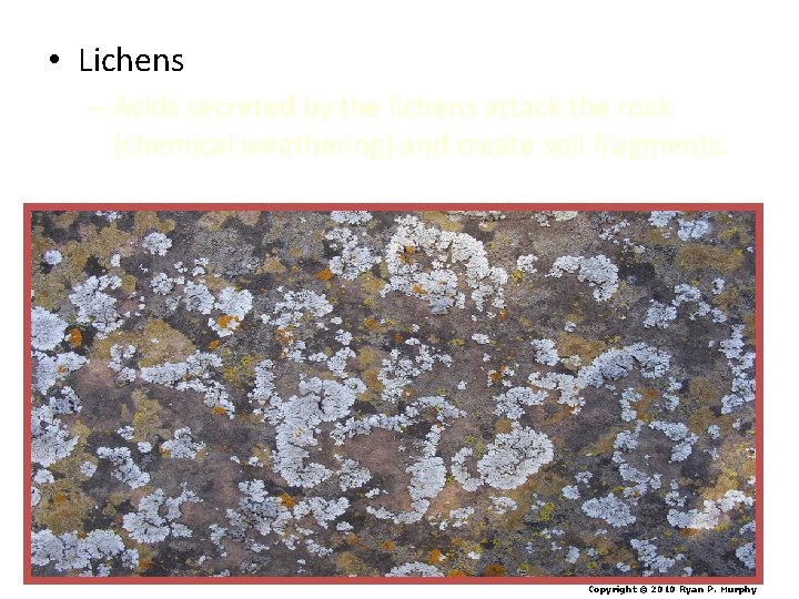  • Lichens – Acids secreted by the lichens attack the rock (chemical weathering)