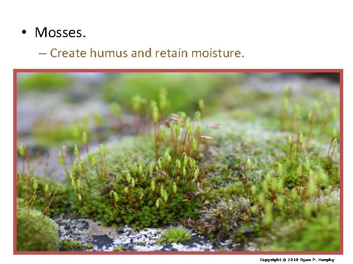  • Mosses. – Create humus and retain moisture. Copyright © 2010 Ryan P.