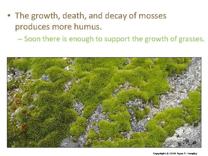  • The growth, death, and decay of mosses produces more humus. – Soon