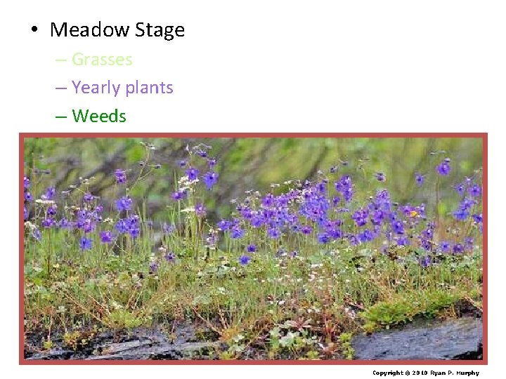  • Meadow Stage – Grasses – Yearly plants – Weeds Copyright © 2010