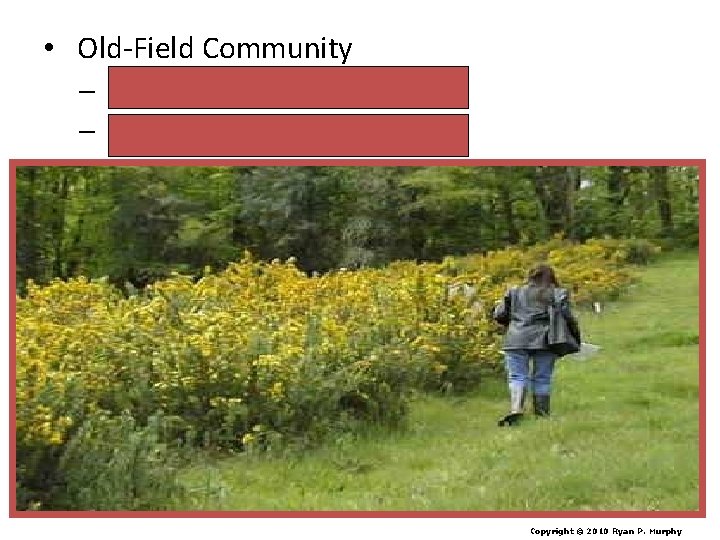  • Old-Field Community – Perennials (year after year). – Goldenrod, Milkweed. Copyright ©