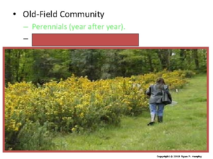  • Old-Field Community – Perennials (year after year). – Goldenrod, Milkweed. Copyright ©