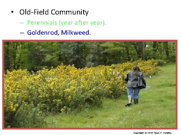  • Old-Field Community – Perennials (year after year). – Goldenrod, Milkweed. Copyright ©