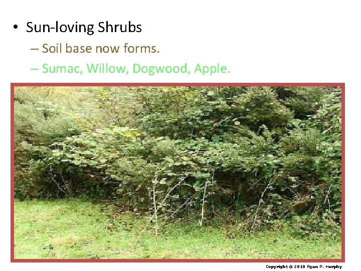  • Sun-loving Shrubs – Soil base now forms. – Sumac, Willow, Dogwood, Apple.