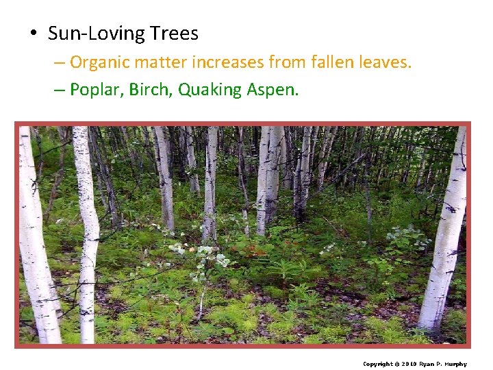  • Sun-Loving Trees – Organic matter increases from fallen leaves. – Poplar, Birch,