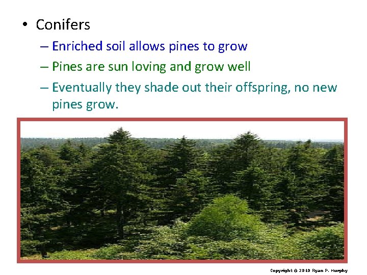  • Conifers – Enriched soil allows pines to grow – Pines are sun