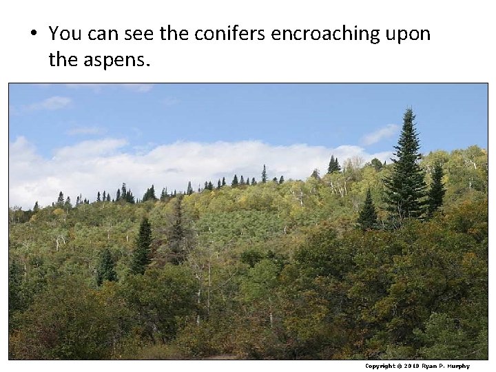  • You can see the conifers encroaching upon the aspens. Copyright © 2010