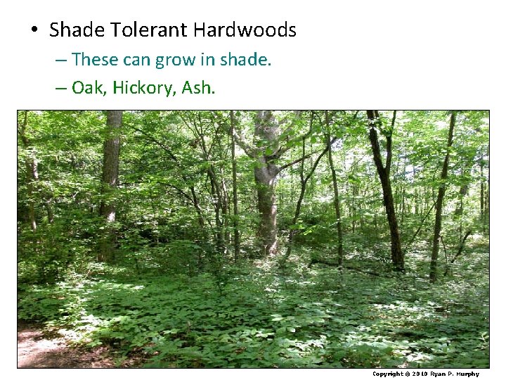  • Shade Tolerant Hardwoods – These can grow in shade. – Oak, Hickory,