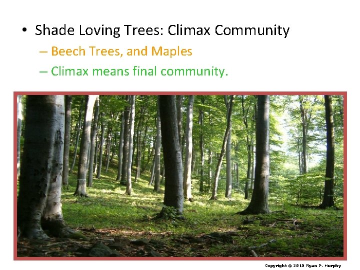  • Shade Loving Trees: Climax Community – Beech Trees, and Maples – Climax