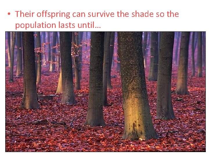  • Their offspring can survive the shade so the population lasts until… 