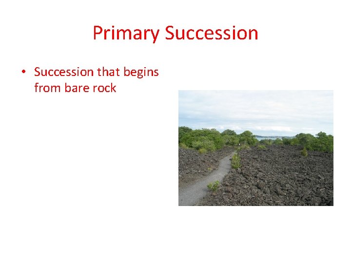 Primary Succession • Succession that begins from bare rock 