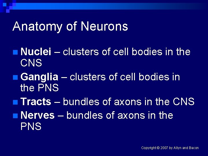 Anatomy of Neurons n Nuclei – clusters of cell bodies in the CNS n