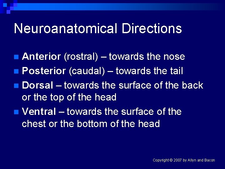 Neuroanatomical Directions Anterior (rostral) – towards the nose n Posterior (caudal) – towards the