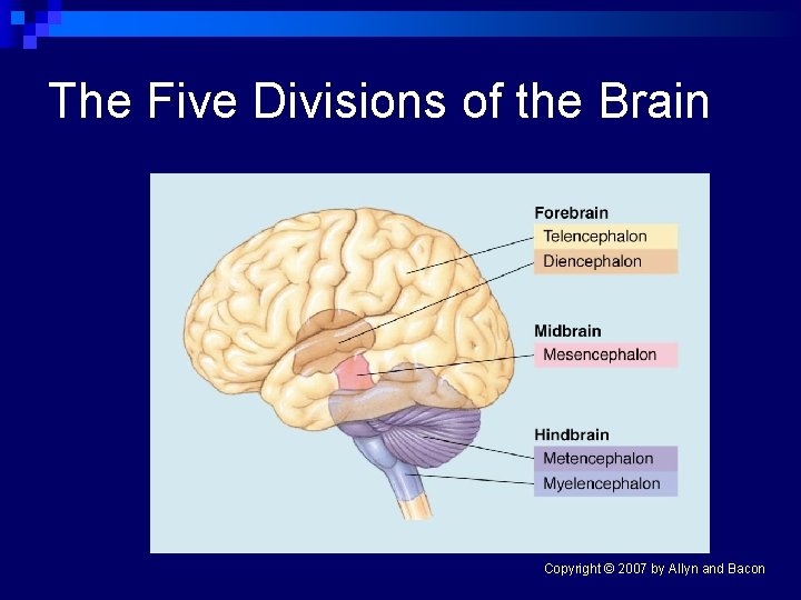 The Five Divisions of the Brain Copyright © 2007 by Allyn and Bacon 