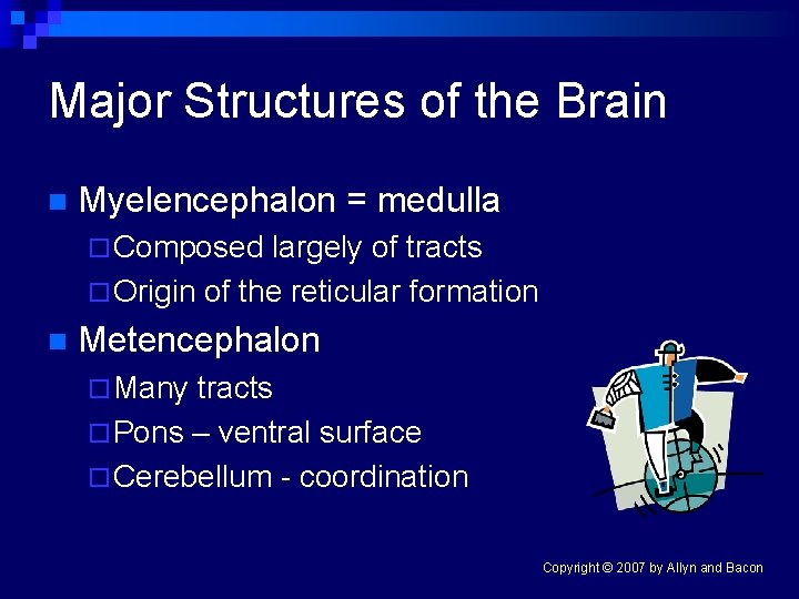 Major Structures of the Brain n Myelencephalon = medulla ¨ Composed largely of tracts